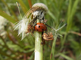 Coccinella septempunctata