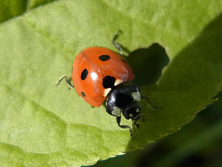 Coccinella septempunctata