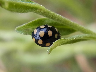 Coccinula quatuordecimpustulata