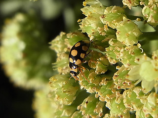 Coccinula quatuordecimpustulata