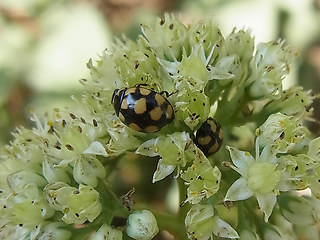 Coccinula quatuordecimpustulata