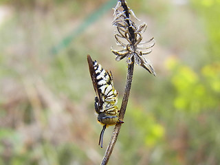 Coelioxys