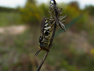 Coelioxys sp.