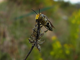 Coelioxys sp.