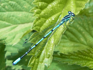 Coenagrion puella