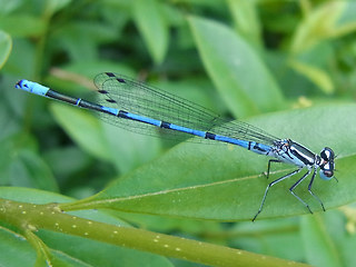 Coenagrion puella