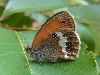 Coenonympha arcania