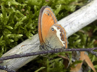 Coenonympha arcania