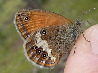 Coenonympha arcania