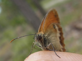 Coenonympha arcania