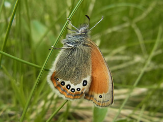 Coenonympha gardetta