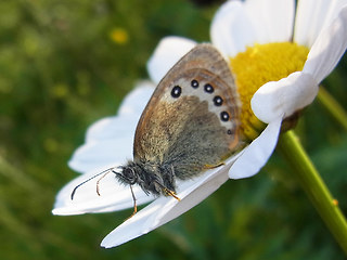 Coenonympha gardetta