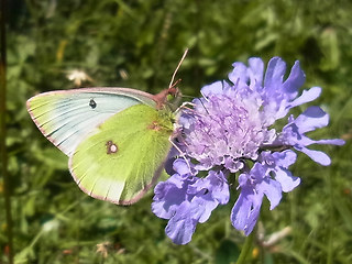 Colias phicomone