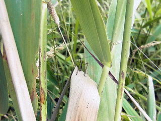 Conocephalus fuscus