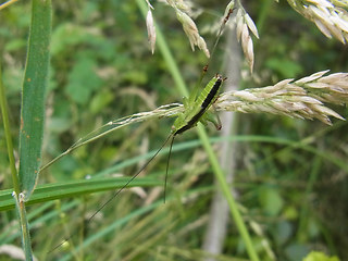 Conocephalus fuscus