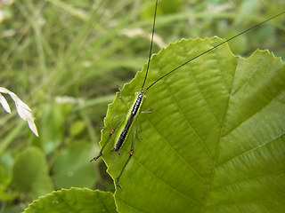 Conocephalus fuscus