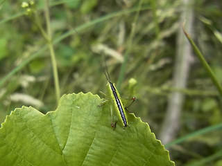 Conocephalus fuscus