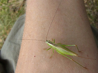 Conocephalus fuscus