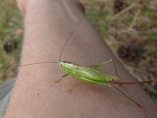 Conocephalus fuscus