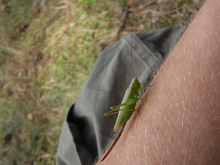 Conocephalus fuscus