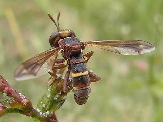 Conops vesicularis