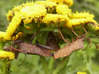 Coreus marginatus