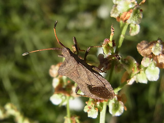 Coreus marginatus