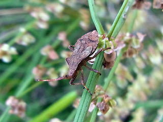 Coreus marginatus