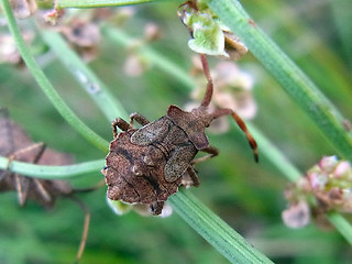 Coreus marginatus