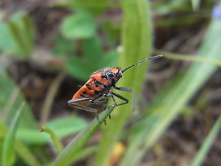 Corizus hyoscyami