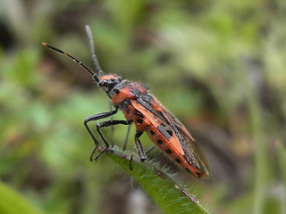 Corizus hyoscyami