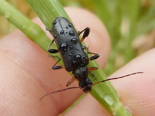 Cortodera femorata