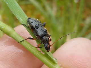 Cortodera femorata