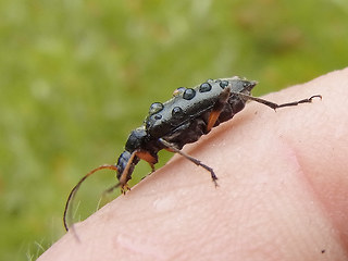 Cortodera femorata