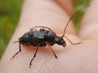 Cortodera femorata