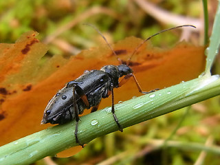 Cortodera femorata