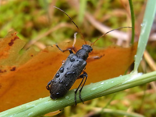 Cortodera femorata