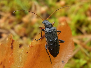 Cortodera femorata