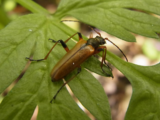 Cortodera humeralis