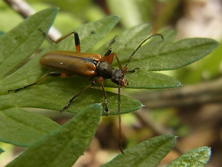 Cortodera humeralis