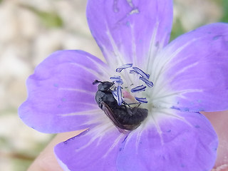 Corynis obscura