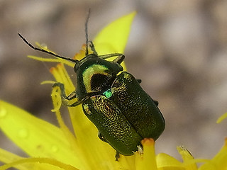 Cryptocephalus sp.