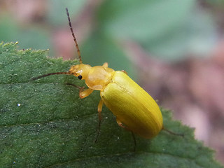 Cteniopus sulphureus