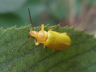 Cteniopus sulphureus