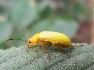 Cteniopus sulphureus