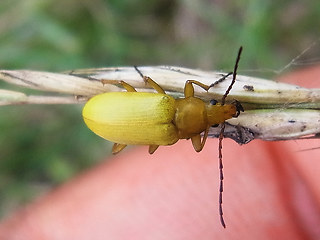 Cteniopus sulphureus