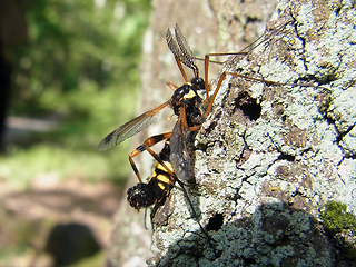 Ctenophora festiva