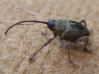 Curculio glandium