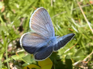 Cyaniris semiargus