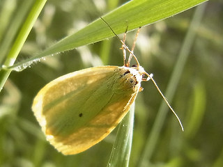 Cybosia mesomella